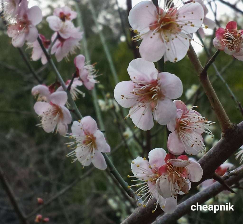 Sakura Cherry Blossom Flowers